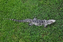 Tegu