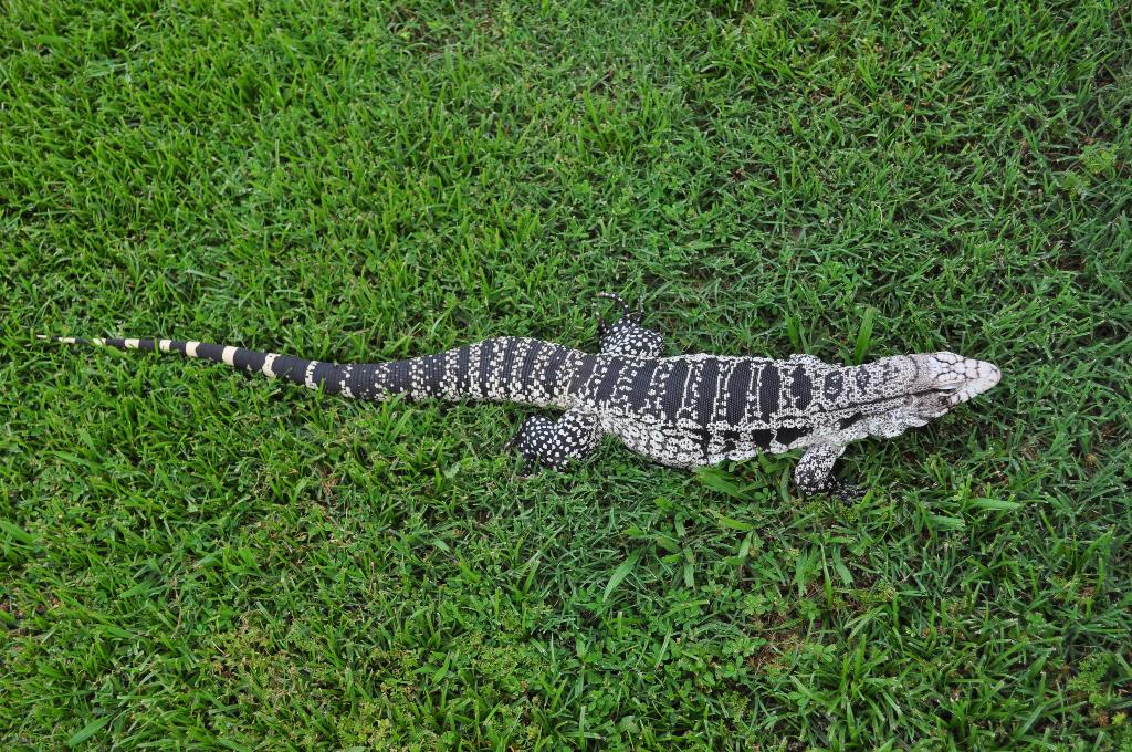 Tegu