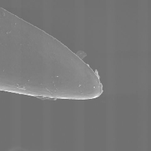 pallida fang tip
