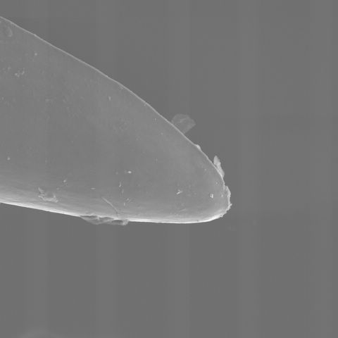 pallida fang tip