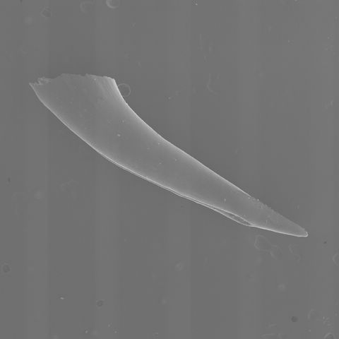 pallida fang