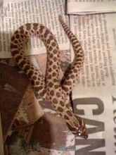 Female Het Hognose