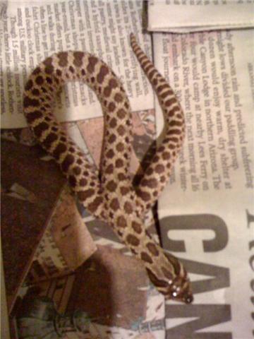 Female Het Hognose