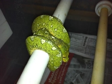 Female GTP - Jayapura locale