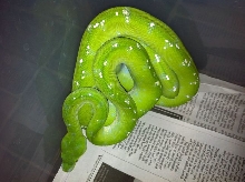 Male GTP - Aru locale