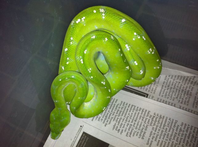Male GTP - Aru locale