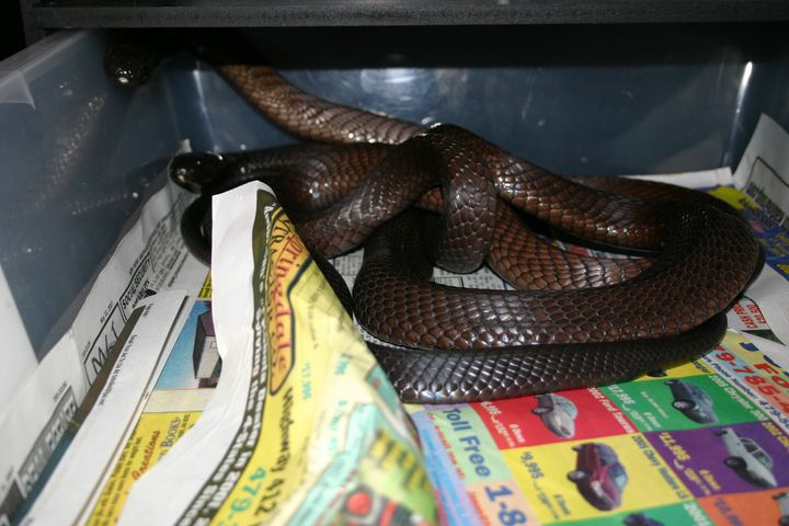 legionis pair