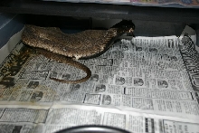 Large Male Rinkhals