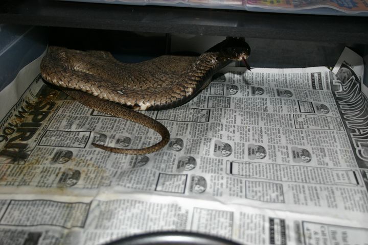 Large Male Rinkhals