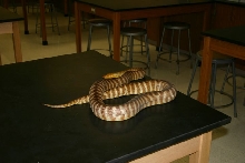 Woma in the Classroom