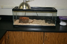 Classroom Ackie