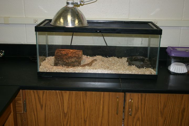 Classroom Ackie