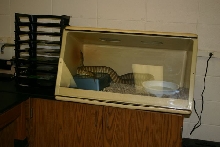 Classroom Woma
