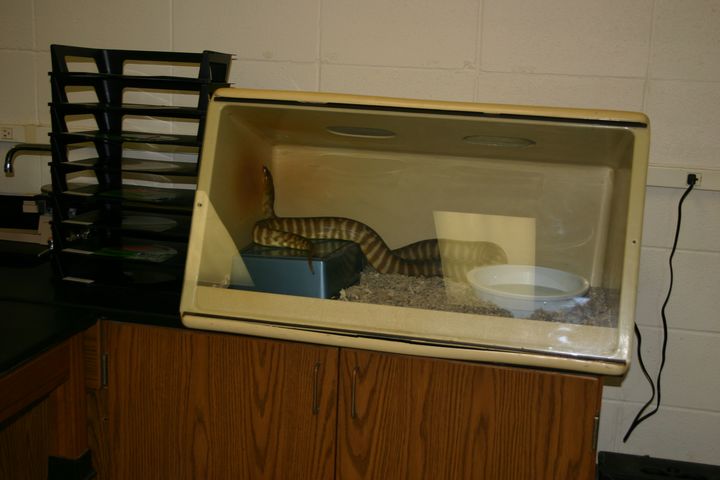 Classroom Woma