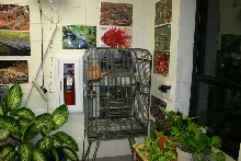 Classroom Finches