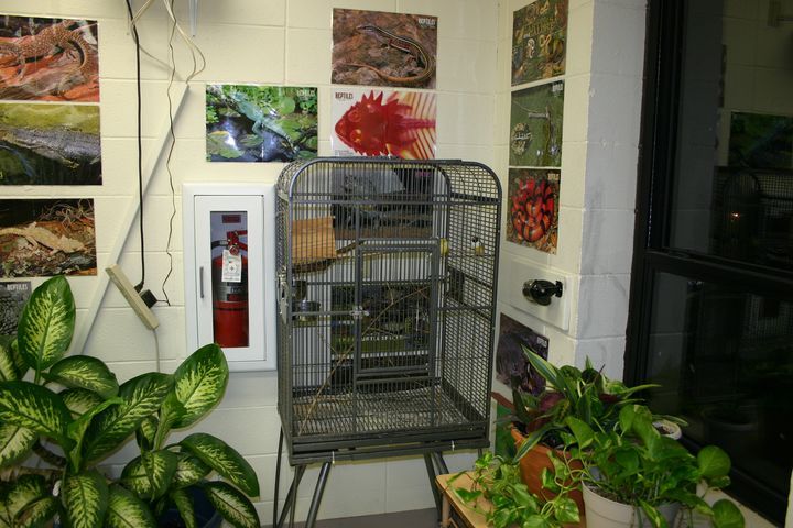 Classroom Finches