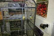 Classroom Finches