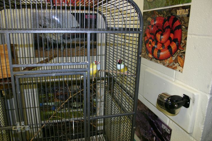 Classroom Finches