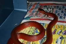 Female pallida