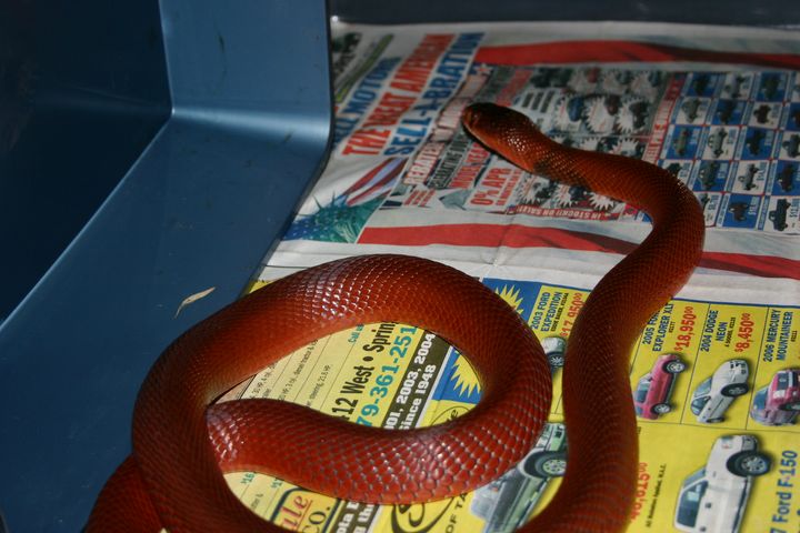 Female pallida