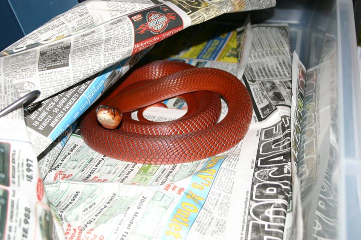 Female pallida