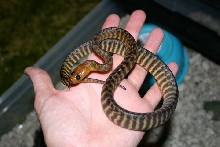 Female woma