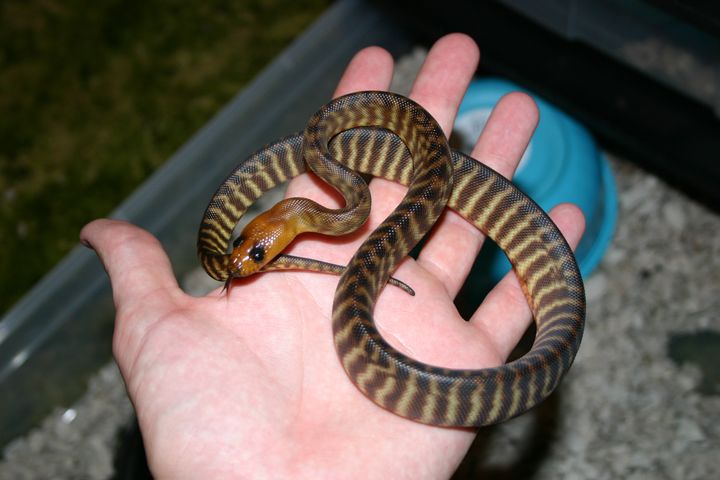 Female woma