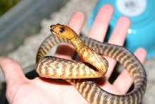 Female woma