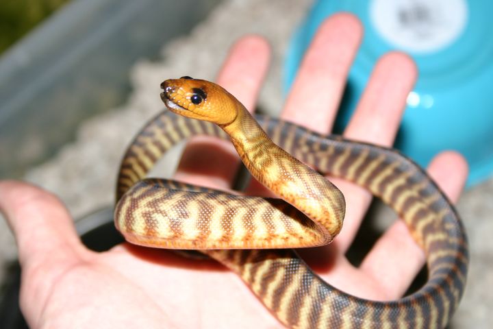 Female woma