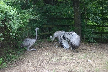 Male courting Females