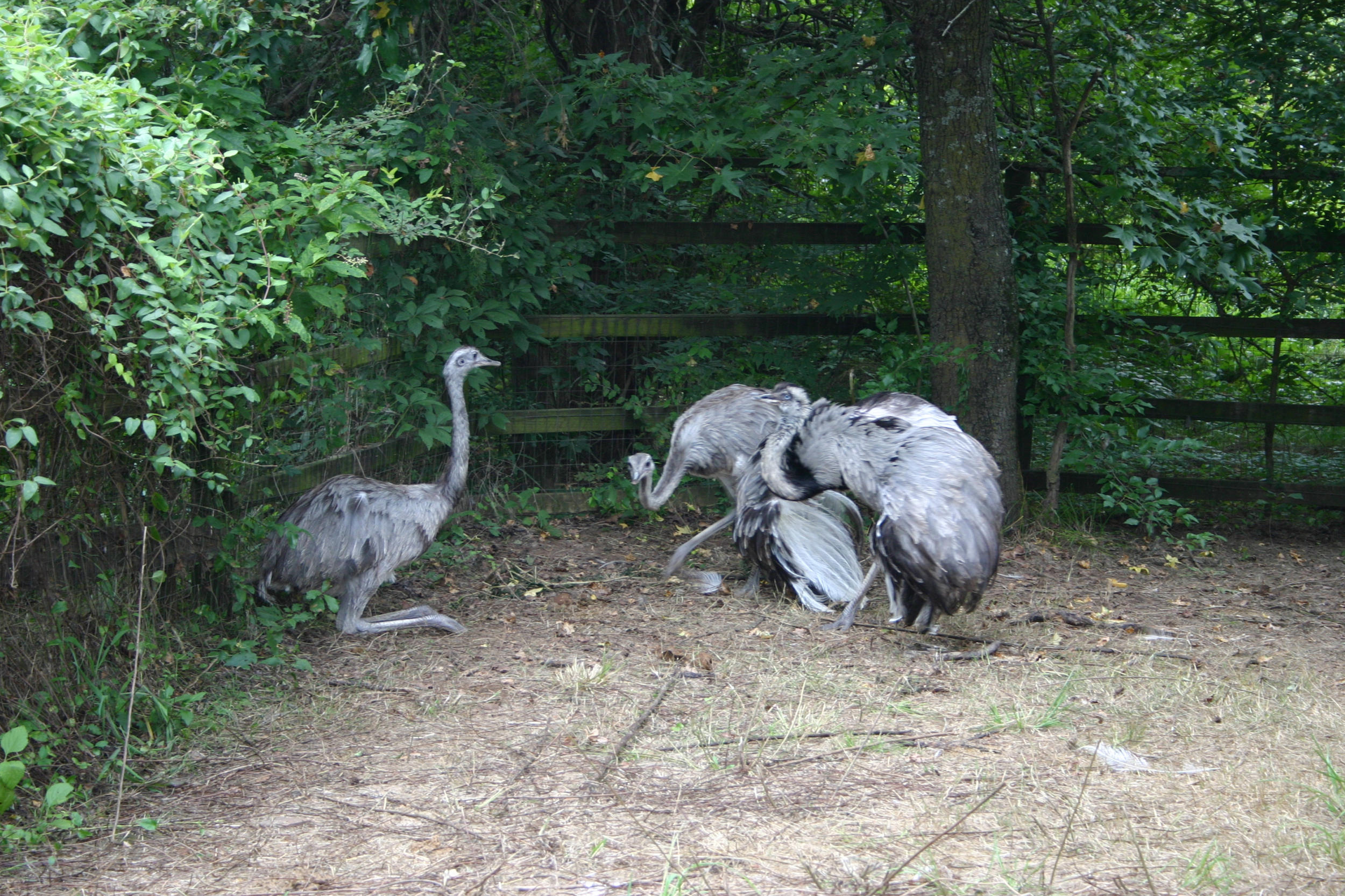 Male courting Females