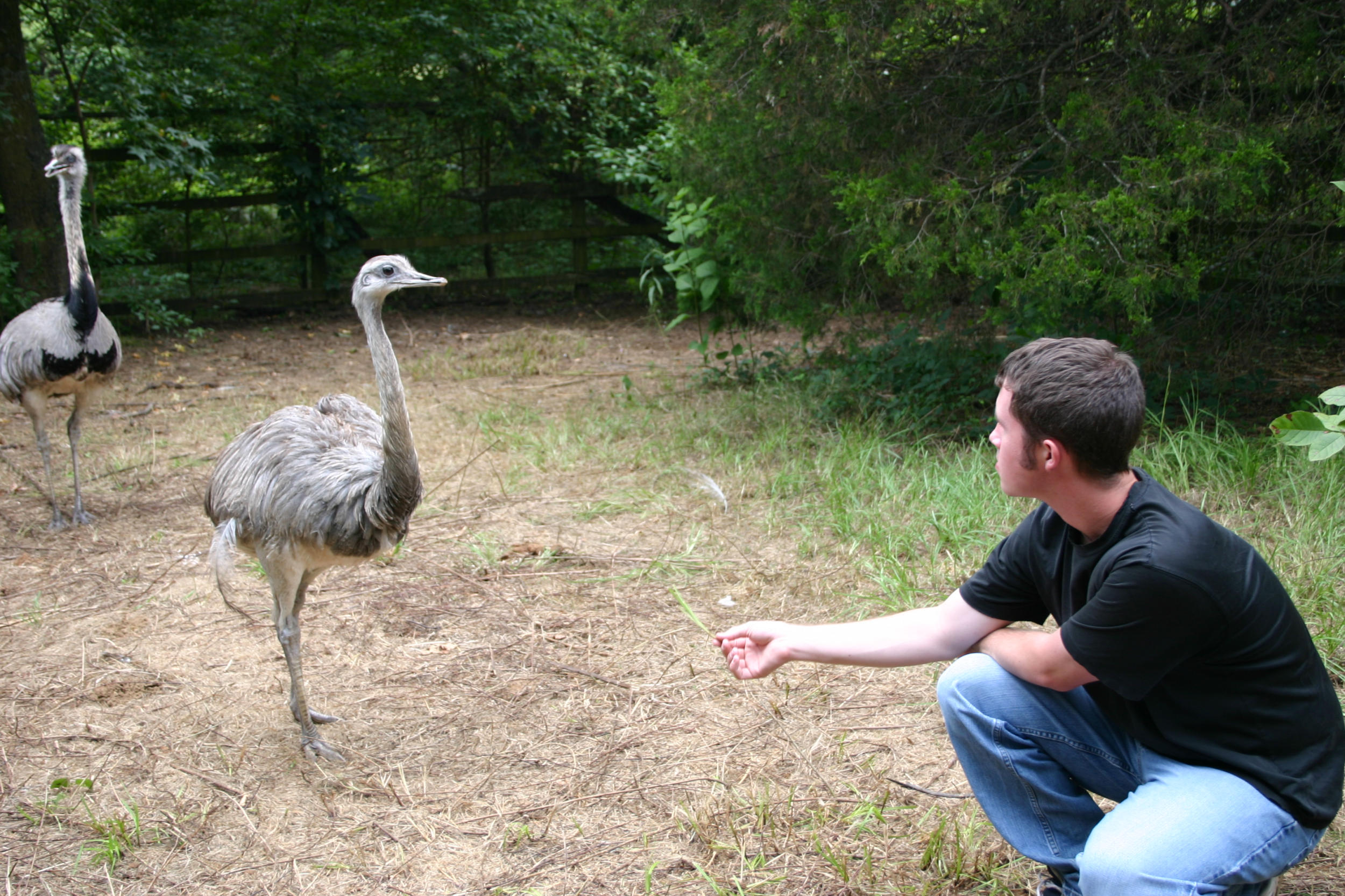 Me and one of the female Rheas