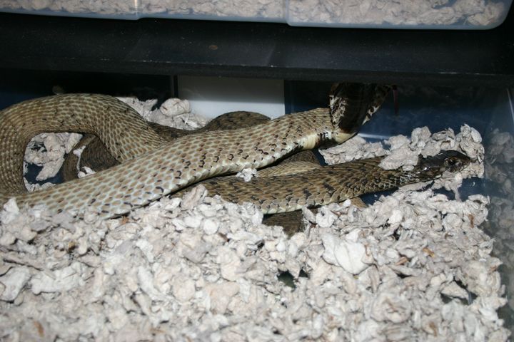 Rinkhals pair