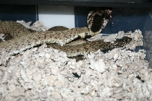 Rinkhals pair