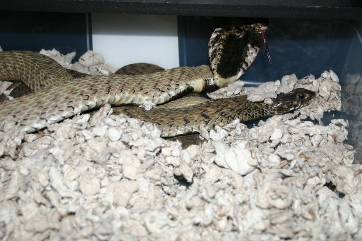 Rinkhals pair