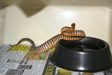 Female woma