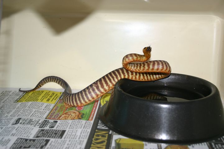 Female woma