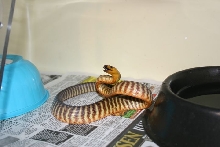 Female woma