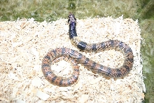 Male Coral Cobra