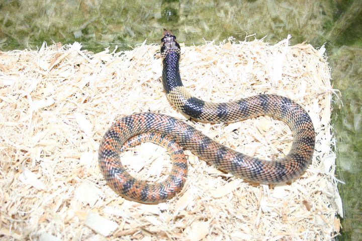 Male Coral Cobra