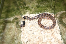 Male Coral Cobra