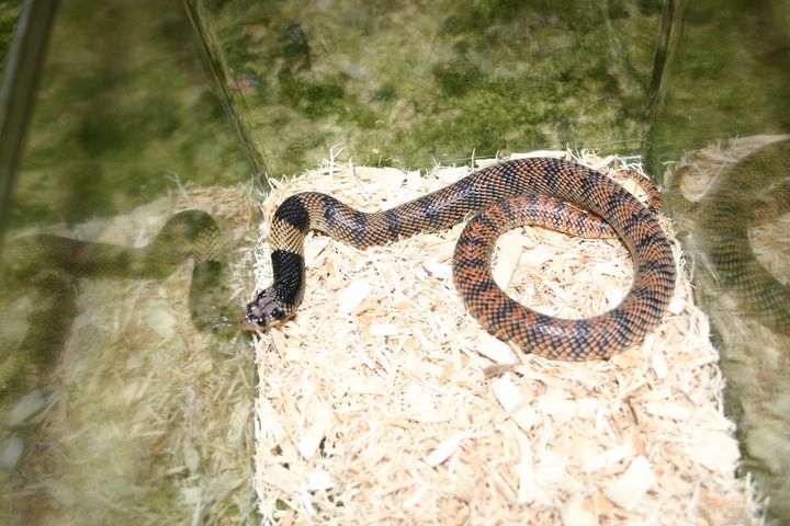 Male Coral Cobra