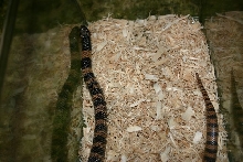 Female Coral Cobra