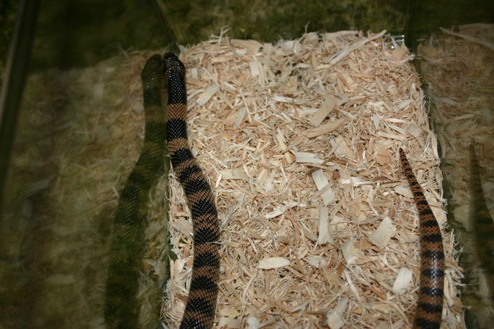 Female Coral Cobra
