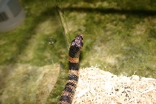 Female Coral Cobra