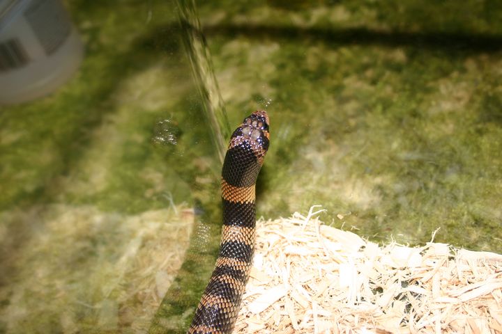 Female Coral Cobra