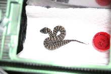 Death Adder