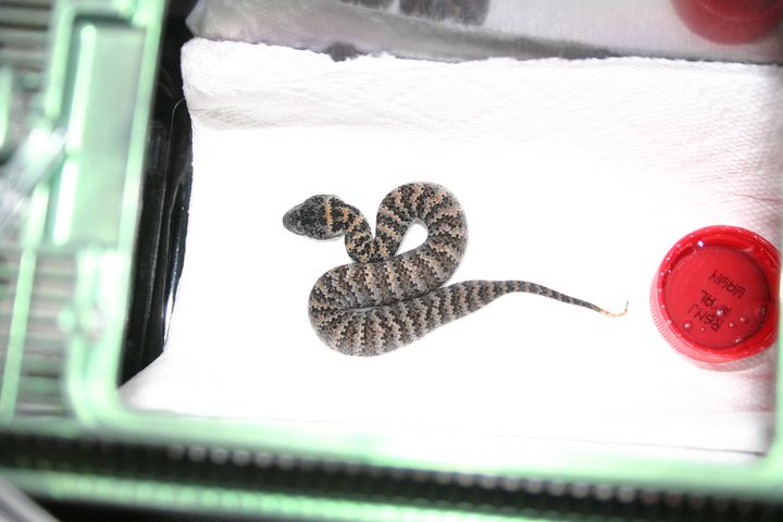 Death Adder