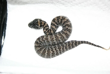 Death Adder