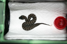 Death Adder